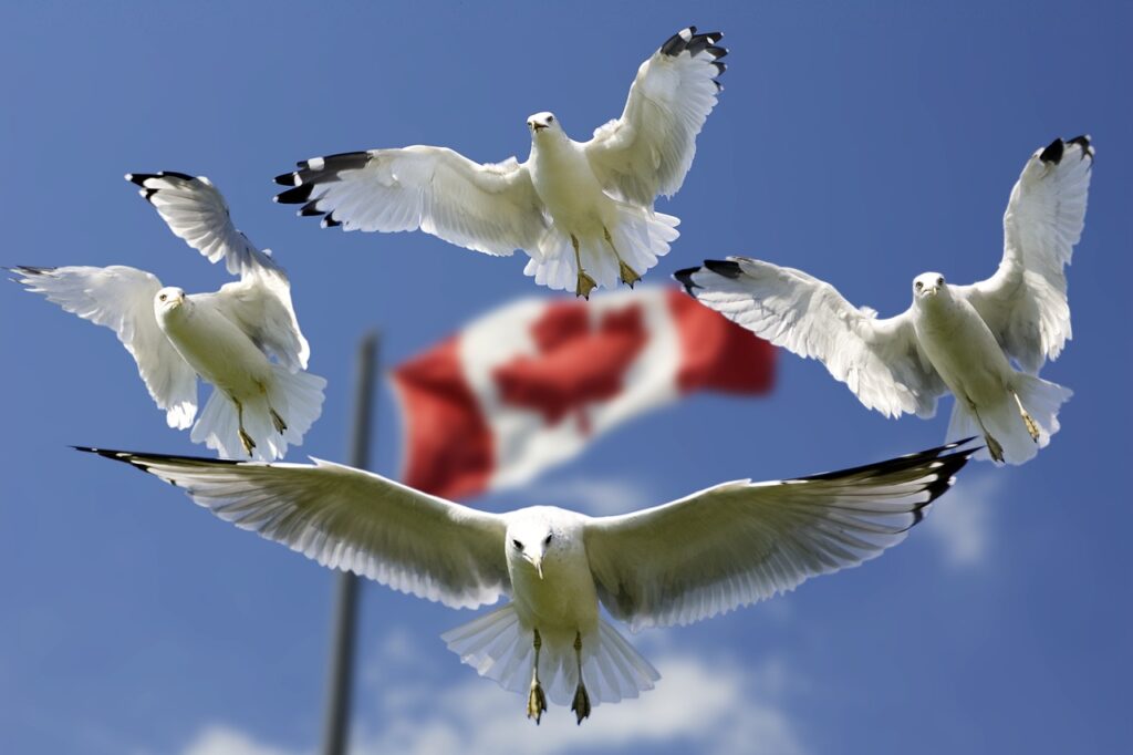 seagulls, formation, flag